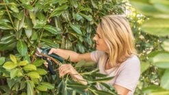 Bosch EasyPrune Accu Snoeischaar - 3.6 V Accu - USB -Tuingereedschap Winkel 1200x675 9