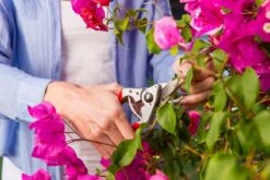 Felco 14 Snoeischaar | Ergonomisch | Voor Kleine Handen -Tuingereedschap Winkel 1200x800 1