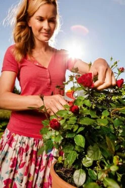 WOLF-Garten Snoeischaar "Premium Plus" RR 4000 - Max. Knipdiameter 22 Mm - Links- En Rechtshandige - Softinleg Handgreep - Snijhoek 30° - Voor Grote Handen - Vervangbare Messen -Tuingereedschap Winkel 799x1200 1